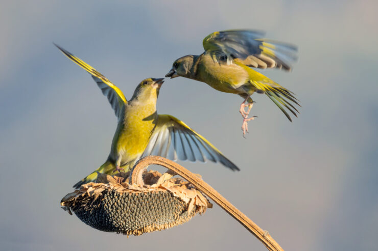 ひまわり　種をついばむ鳥