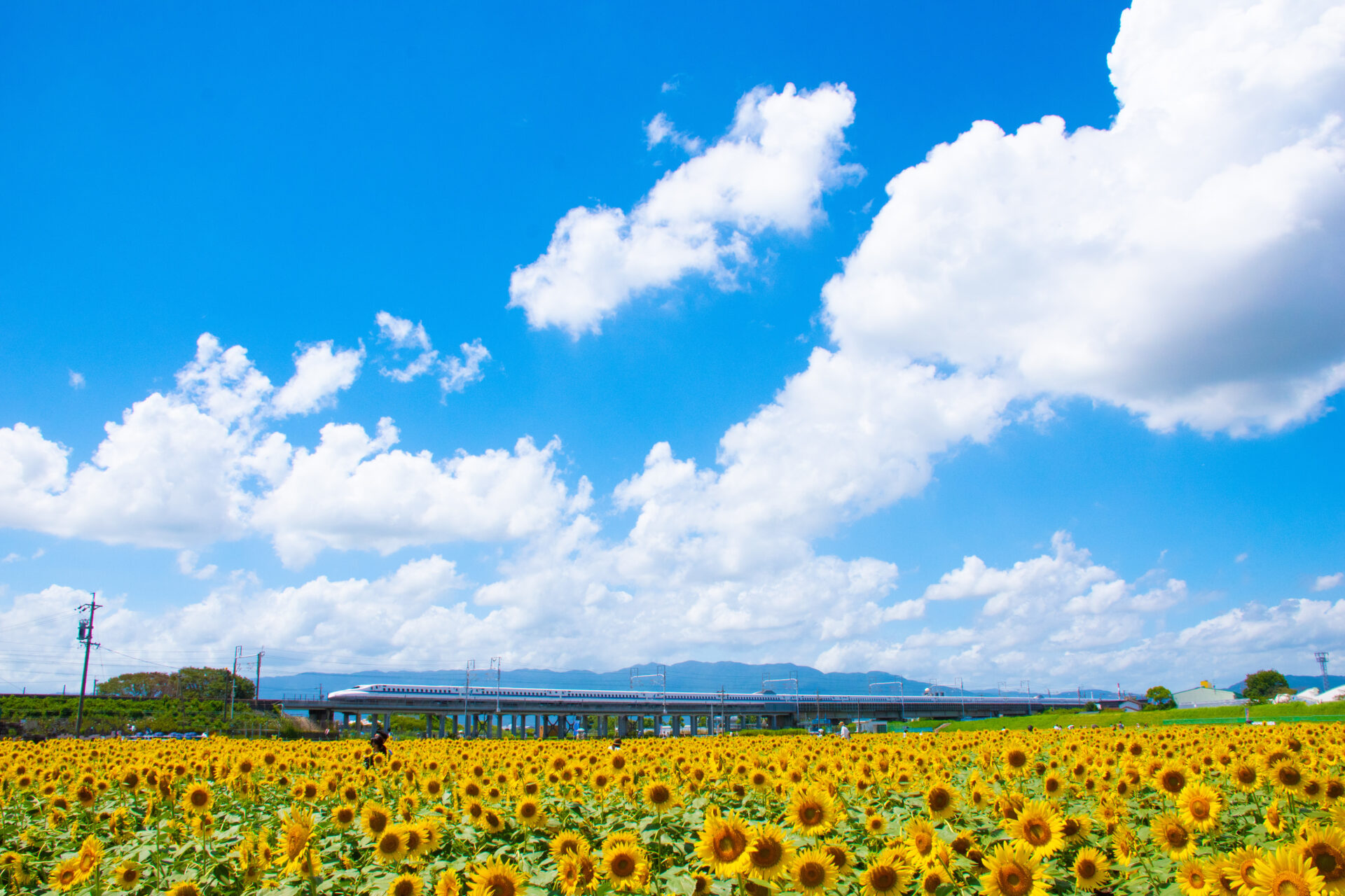 夏のイメージ写真　新幹線とひまわり畑