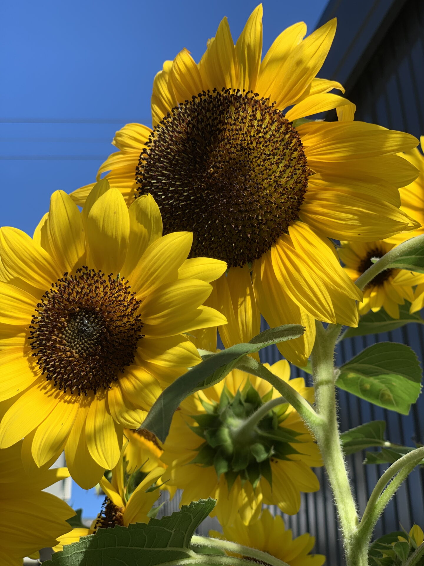 夏の彩り】鉢植えにピッタリの矮性ひまわり満開 夏の花代表格
