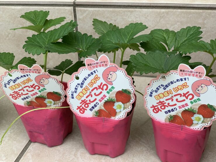 家庭菜園　イチゴの栽培　あまごこち