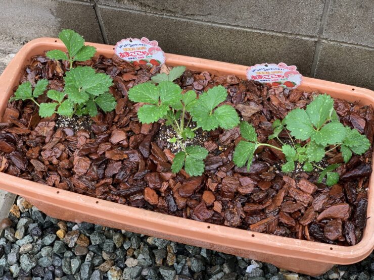 家庭菜園　イチゴの栽培　プランターへの植え付け