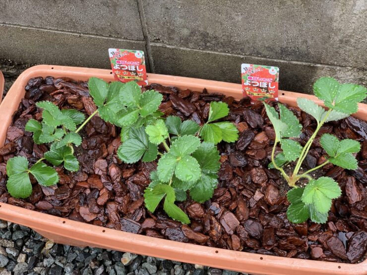 家庭菜園　イチゴの栽培　プランターへの植え付け