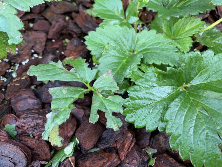 プランター栽培イチゴ　害虫による食害