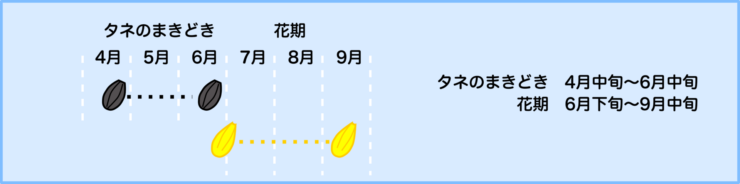 矮性ひまわり　ジュニアの生育スケジュール