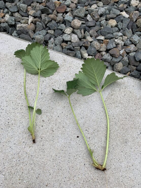 茎が徒長したイチゴの脇芽の写真