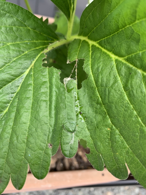 イチゴの葉で害虫による食害の写真