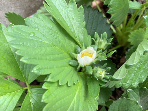 イチゴの花の写真